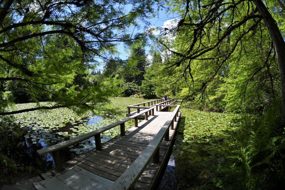 Peaceful wooden bridge traversing a lily-covered pond amidst lush greenery on a sunny day.